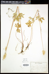 Anemone virginiana var. alba image