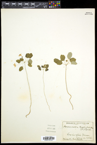 Thalictrum thalictroides image