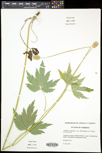 Anemone virginiana var. alba image