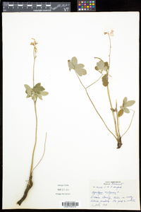 Aquilegia vulgaris image