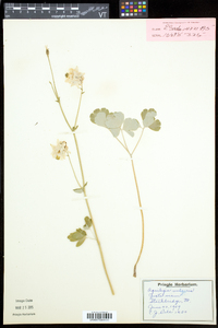 Aquilegia vulgaris image