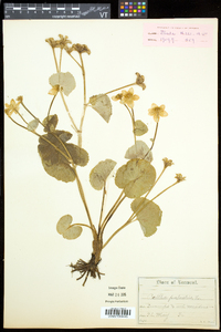 Caltha palustris image