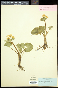 Caltha palustris image