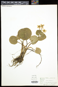 Caltha palustris image