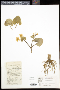 Caltha palustris image