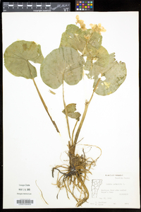 Caltha palustris image