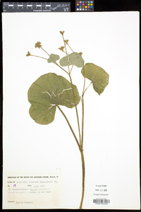 Caltha palustris image