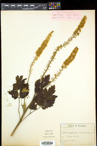 Actaea racemosa image