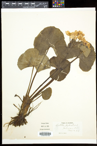 Caltha palustris image