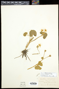 Caltha palustris image