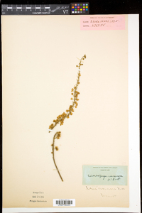 Actaea racemosa image