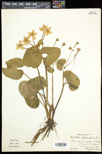 Caltha palustris image