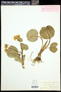 Caltha palustris image