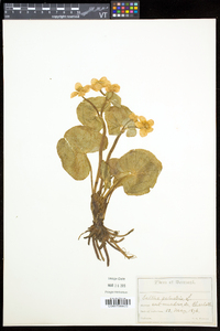 Caltha palustris image