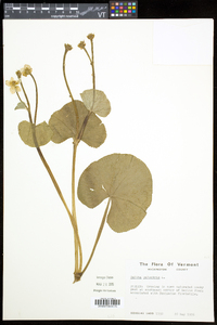 Caltha palustris image