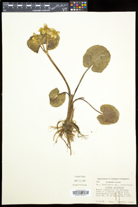 Caltha palustris image