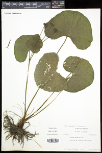 Caltha palustris image