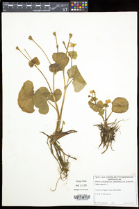 Caltha palustris image