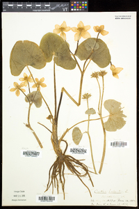 Caltha palustris image