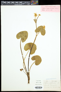 Caltha palustris image