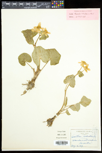 Caltha palustris image