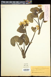 Caltha palustris image