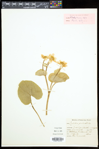 Caltha palustris image