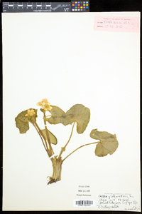 Caltha palustris image