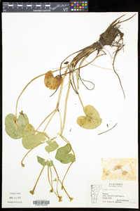 Caltha palustris image