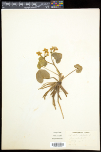 Caltha palustris image