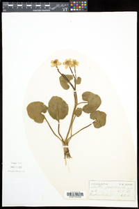 Caltha palustris image