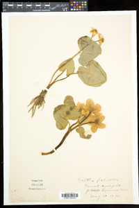 Caltha palustris image