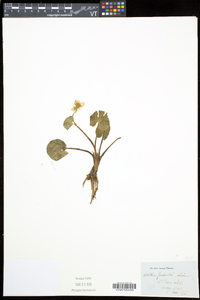 Caltha palustris image