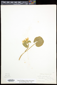 Caltha palustris image