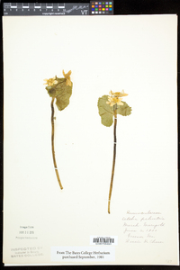 Caltha palustris image