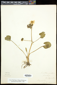 Caltha palustris image