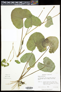 Caltha palustris image