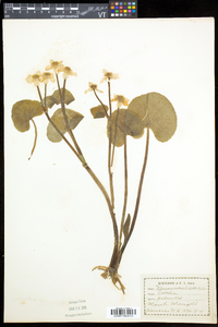 Caltha palustris image