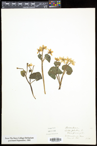 Caltha palustris image