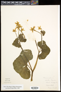 Caltha palustris image