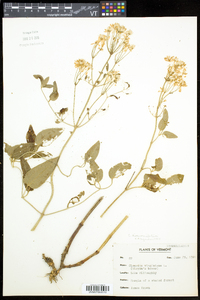 Clematis terniflora image