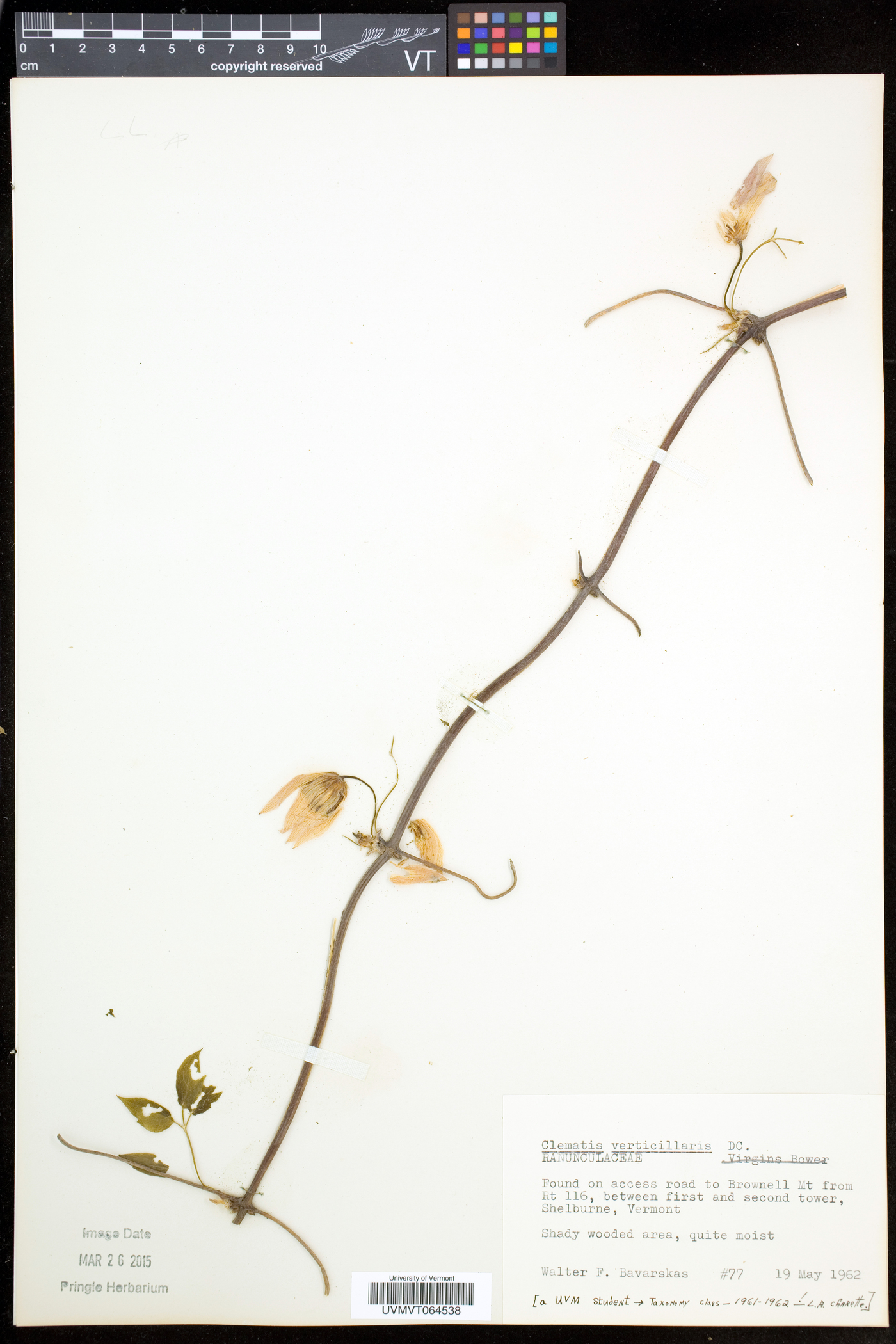 Clematis occidentalis subsp. occidentalis image