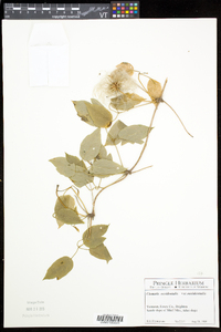 Clematis occidentalis subsp. occidentalis image
