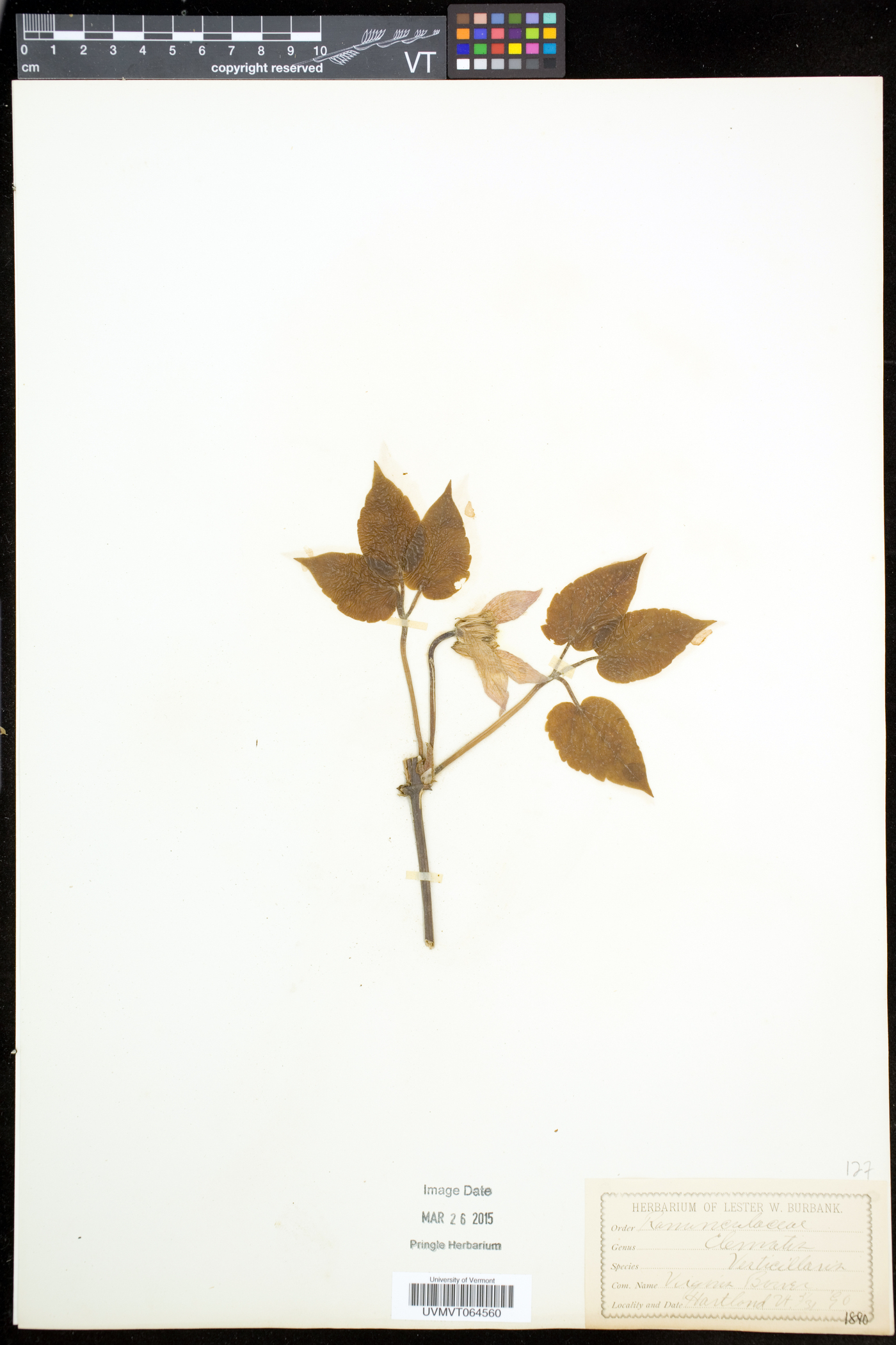 Clematis occidentalis subsp. occidentalis image