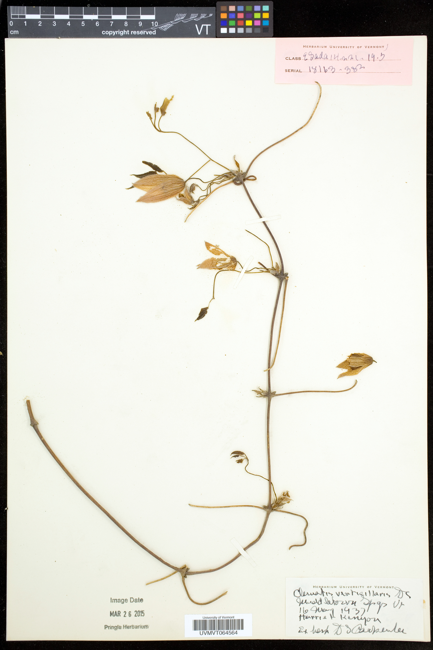 Clematis occidentalis subsp. occidentalis image