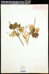 Clematis occidentalis subsp. occidentalis image