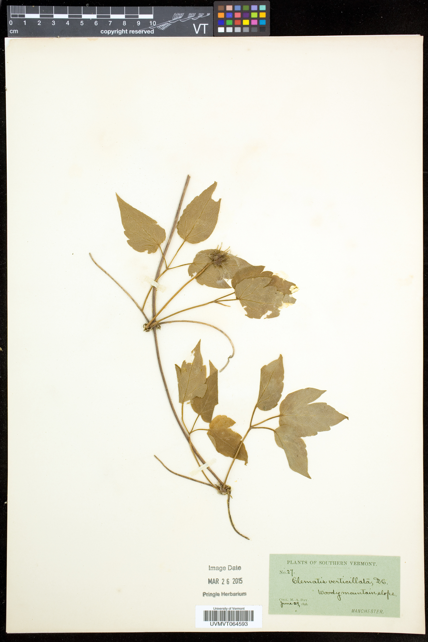 Clematis occidentalis subsp. occidentalis image