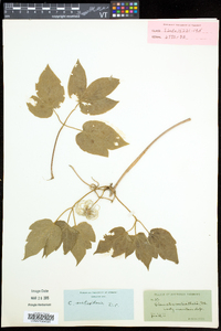 Clematis occidentalis subsp. occidentalis image
