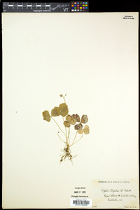 Coptis trifolia image