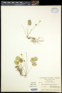 Coptis trifolia image